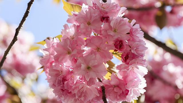 İstanbul için sakura vakti